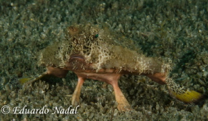 batfish by Eduardo Nadal 